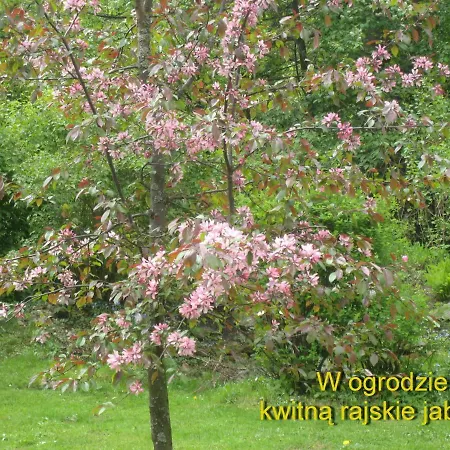 Homestay szállás W Willi Busola *